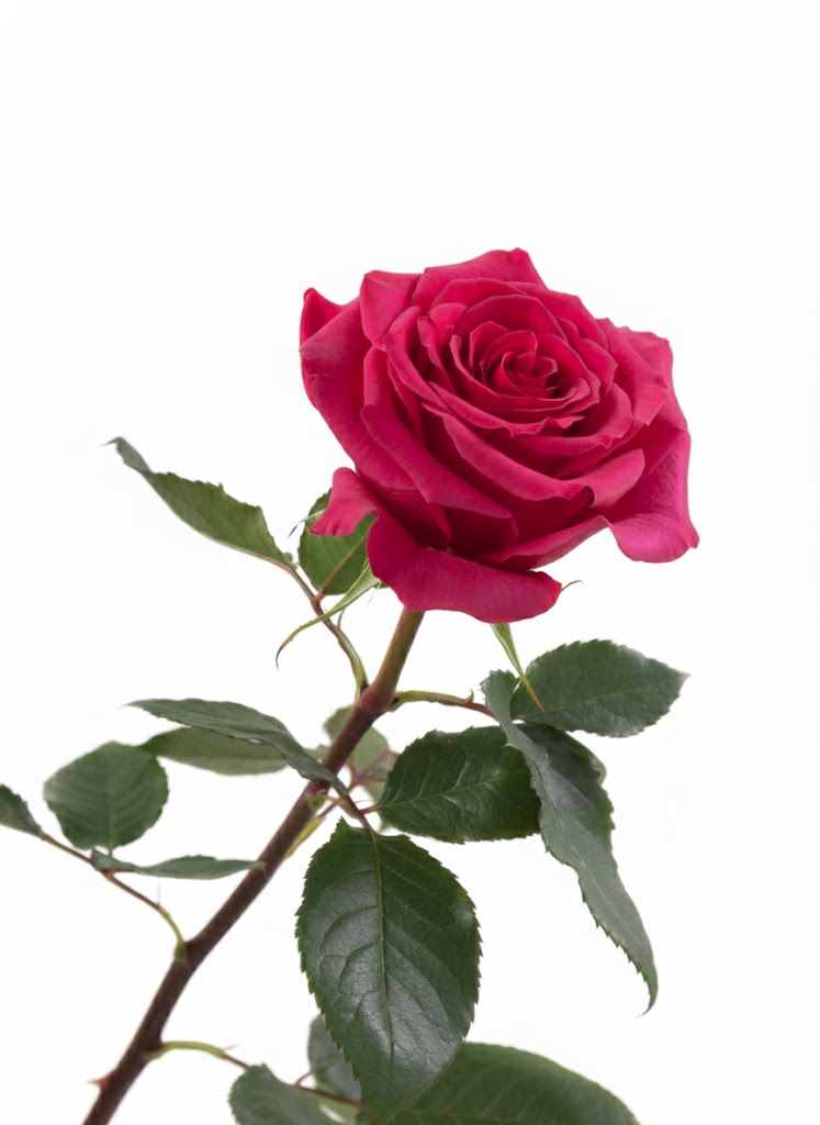 Wholesale Roses | Buy Fresh Roses in Bulk | WholesaleRoses.com