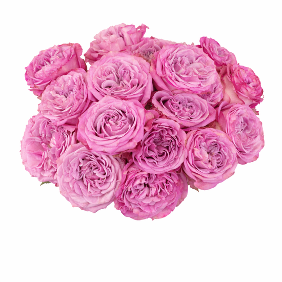 Lavender garden rose for weddings