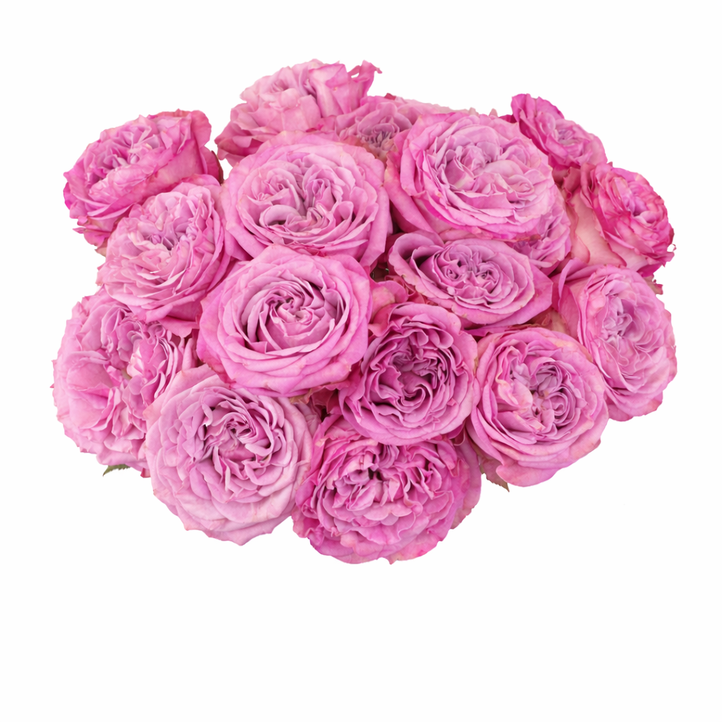 Lavender garden rose for weddings