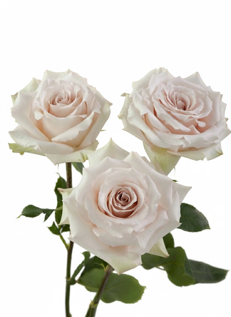 Quicksand Roses Color Quicksand Roses in Bulk | Fresh Cut Roses for Events – WholesaleRoses.com