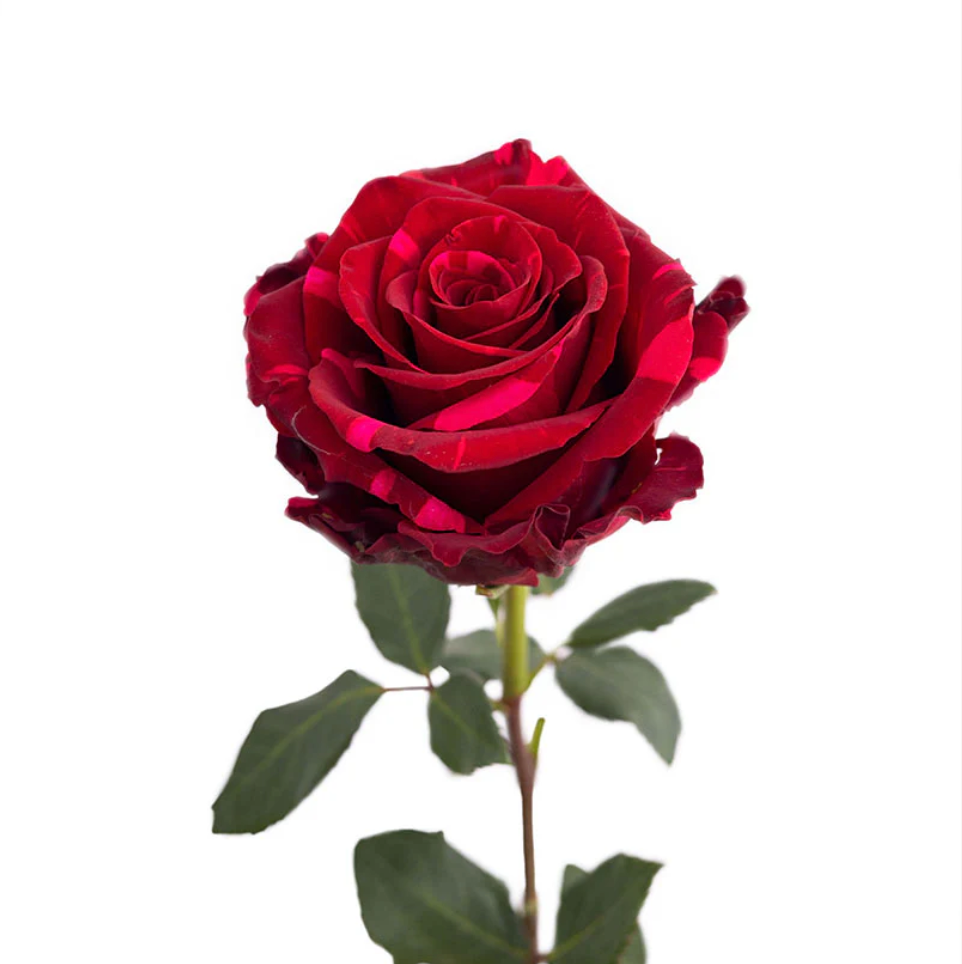 Varigated rose in bulk