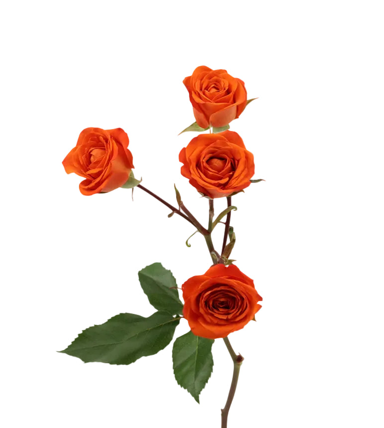 Royal Flash Spray Roses in Bulk | Fresh Cut Roses for Events ...