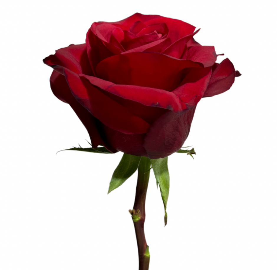 Wholesale Roses | Buy Fresh Roses in Bulk | WholesaleRoses.com