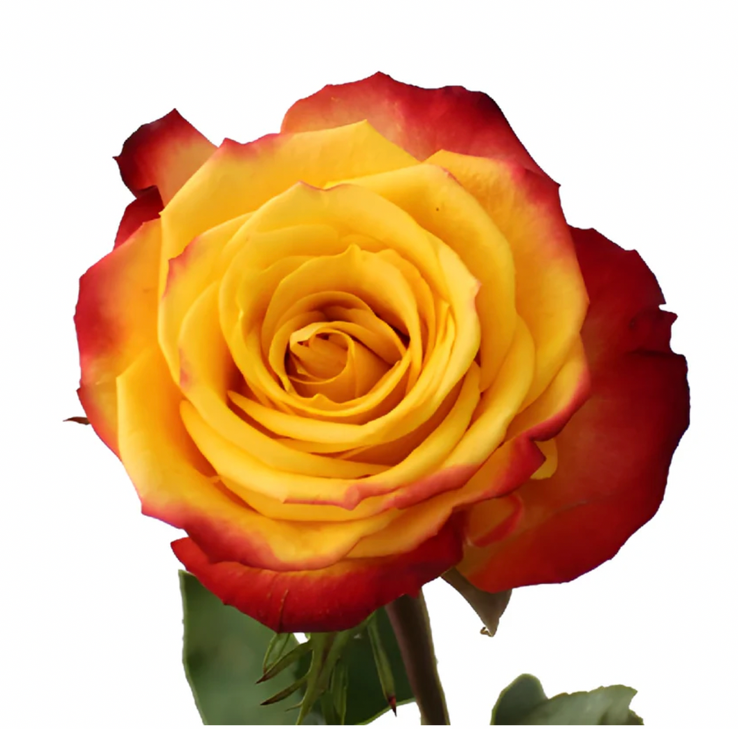 Wholesale Roses | Buy Fresh Roses in Bulk | WholesaleRoses.com