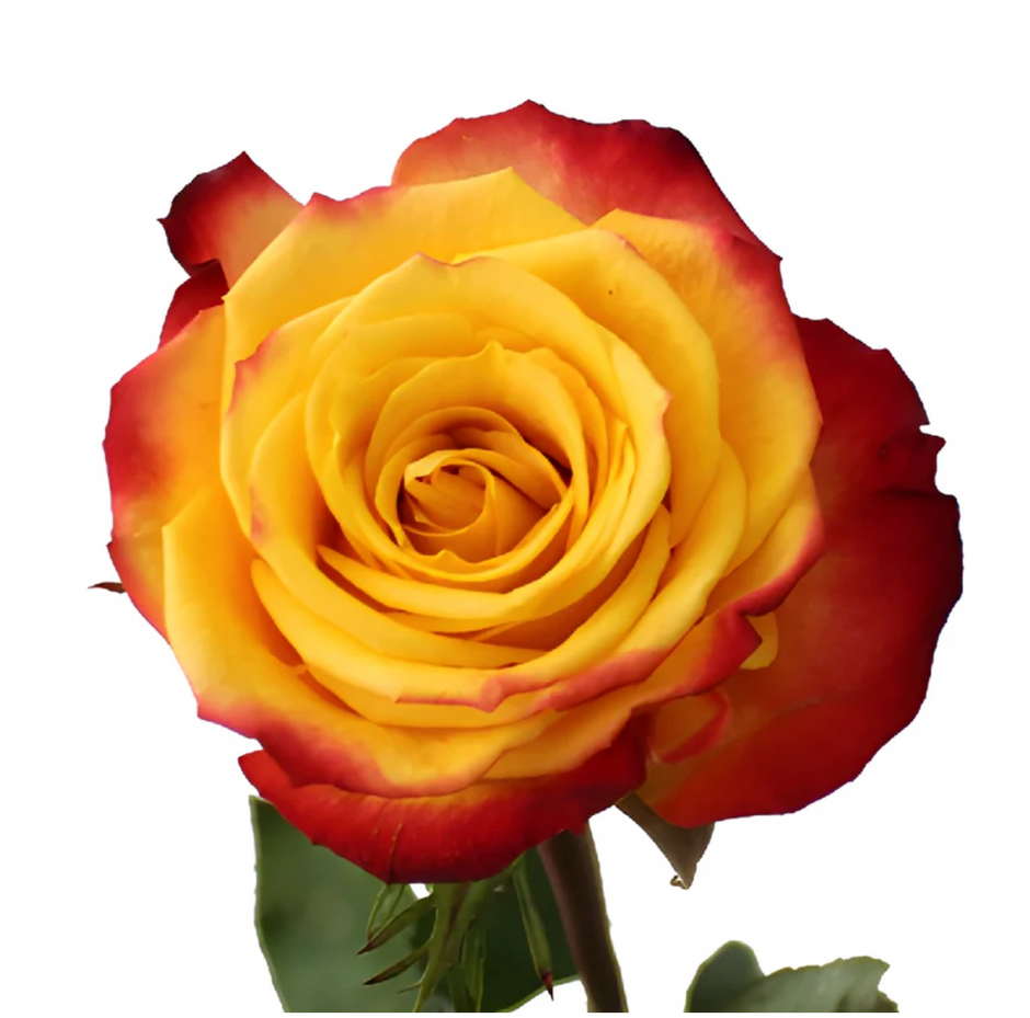 Wholesale Roses | Buy Fresh Roses in Bulk | WholesaleRoses.com