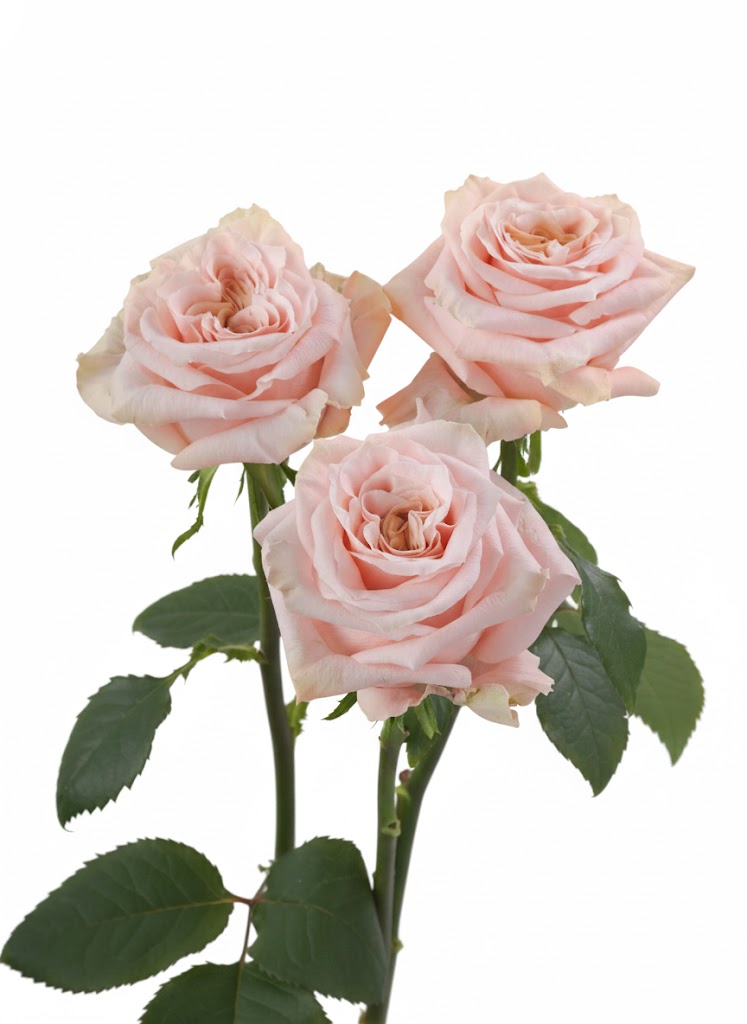 Shimery Roses Shimmer Roses in Bulk | Fresh Cut Roses for Events – WholesaleRoses.com