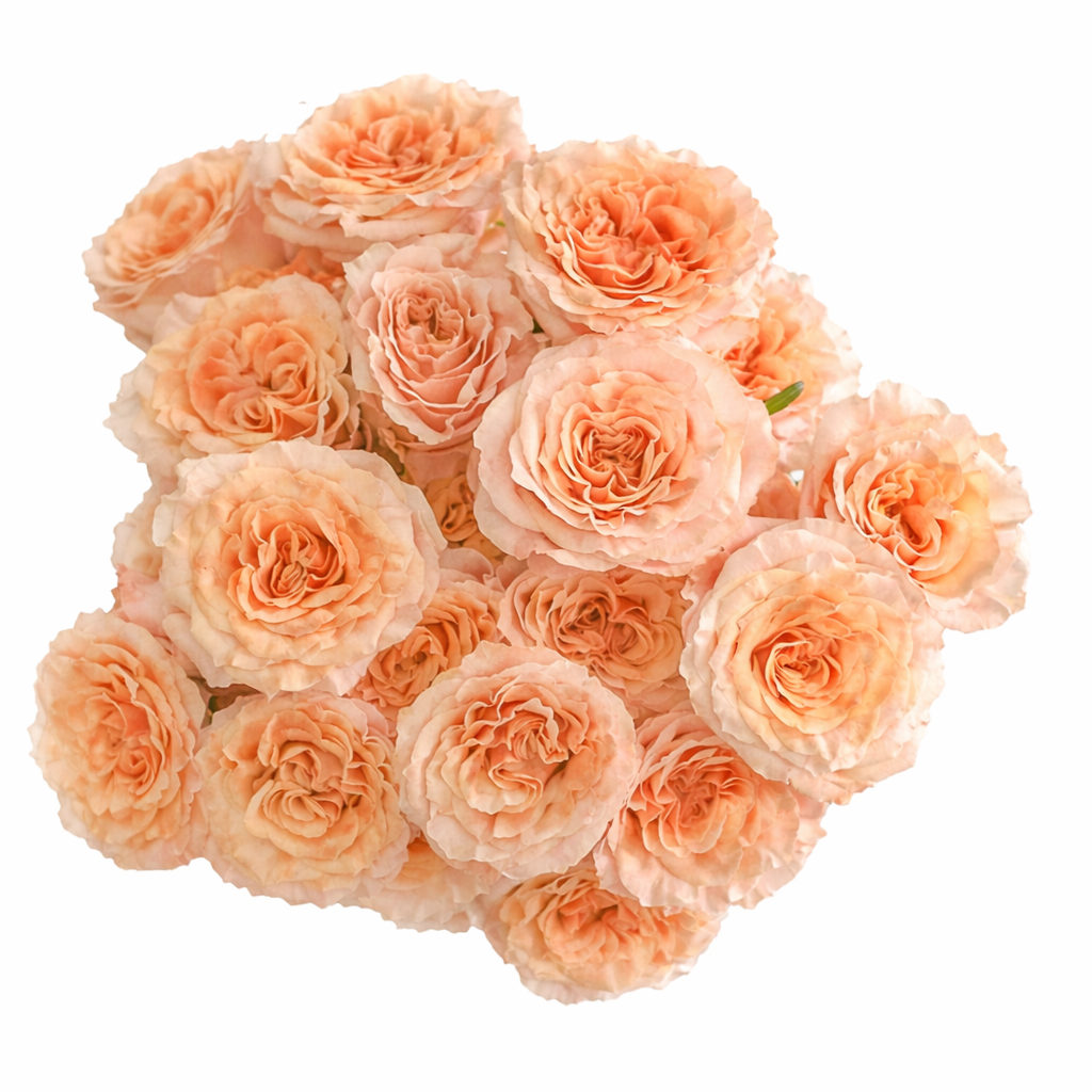 Peach garden roses