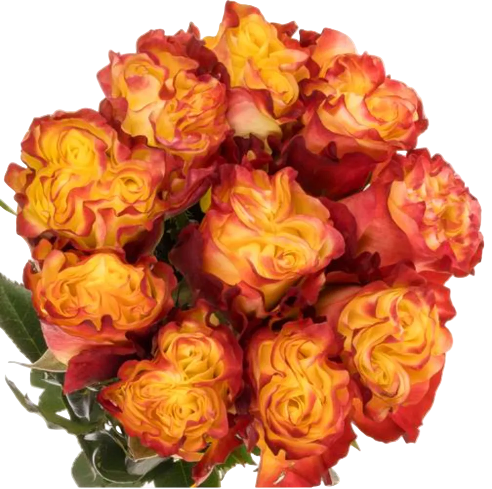 Yellow and red garden rose for events