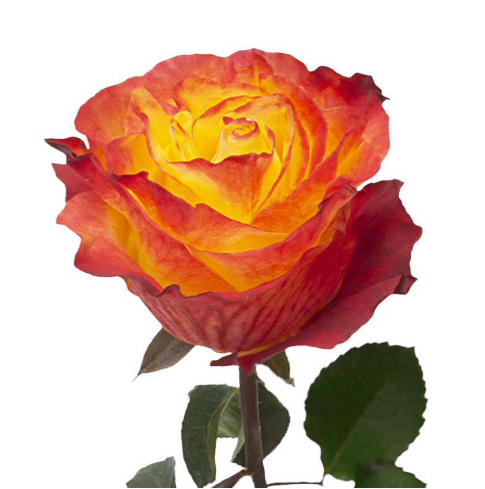 Bi-color garden rose yellow and red