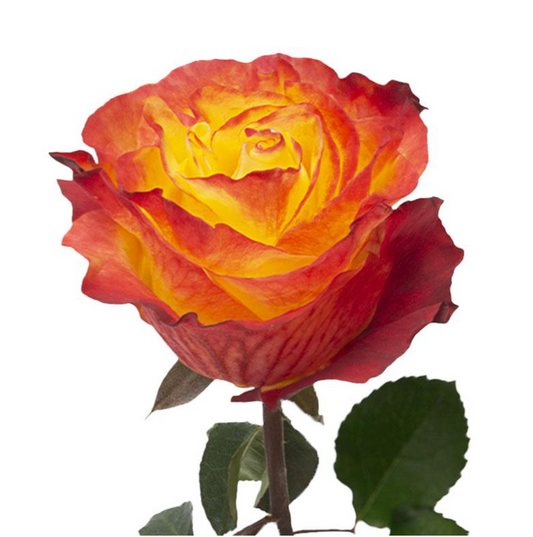 Bi-color garden rose yellow and red