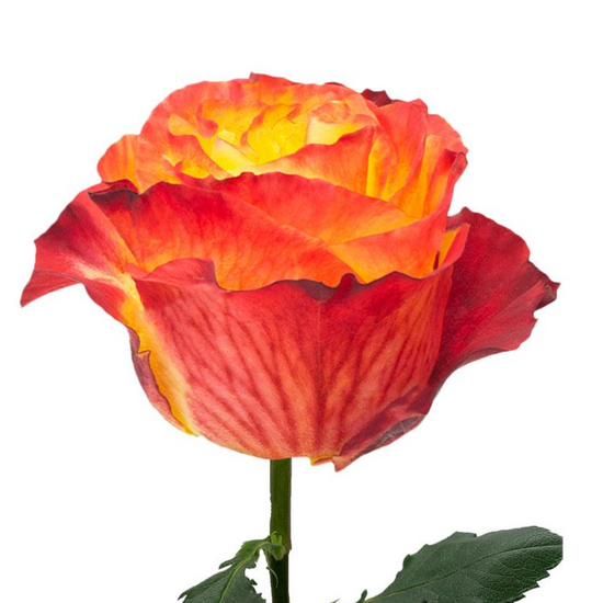 Garden Rose yellow and red