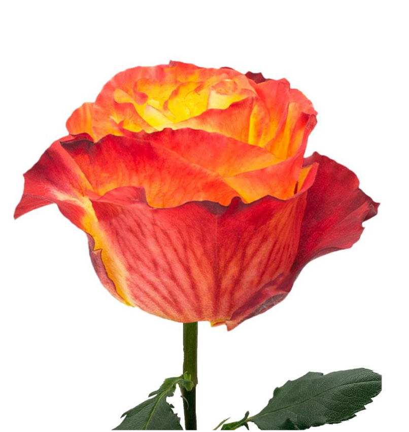 Garden Rose yellow and red