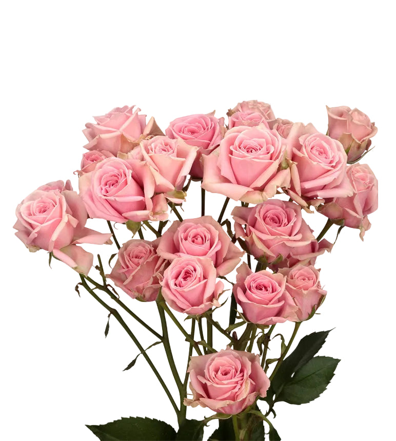 Cracknel Sweet Roses Sweet Sensation Spray Roses in Bulk | Fresh Cut Roses for Events ...