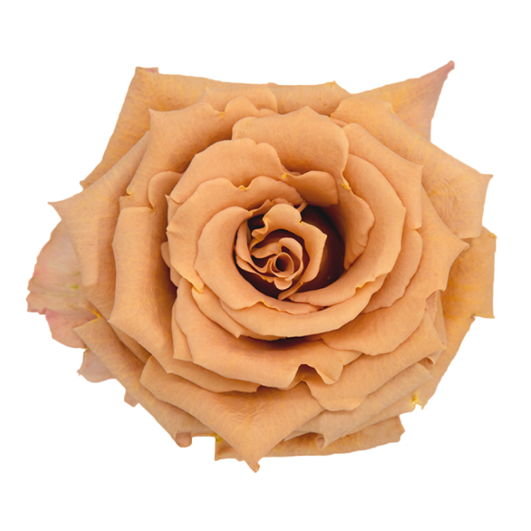 Toffee Roses in Bulk | Fresh Cut Roses for Events – WholesaleRoses.com