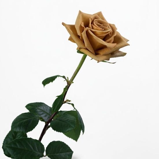 Toffee Roses Fresh Toffee Roses in Bulk | Fresh Cut Roses for Events – WholesaleRoses.com