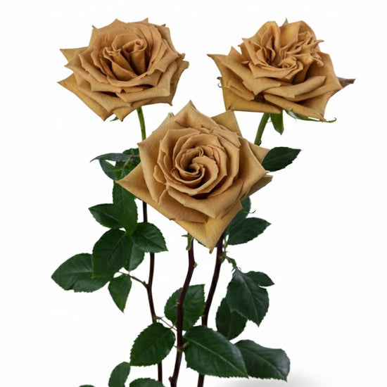 Toffee Roses Fresh Toffee Roses in Bulk | Fresh Cut Roses for Events – WholesaleRoses.com