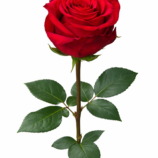 Undercover red rose for events