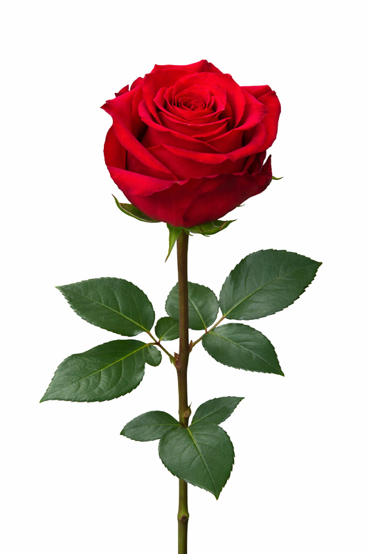 Undercover red rose for events