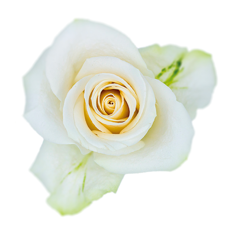 Wholesale Roses | Buy Fresh Roses in Bulk | WholesaleRoses.com