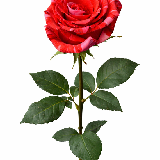 Varigated rose for weddings