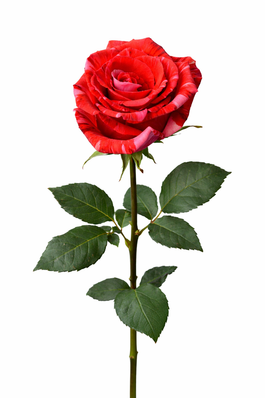 Varigated rose for weddings