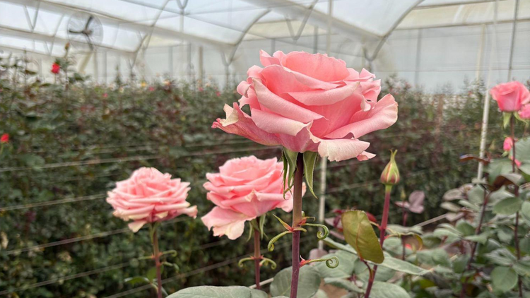 Fresh Cheap Roses Wholesale Roses | Buy Fresh Roses in Bulk | WholesaleRoses.com