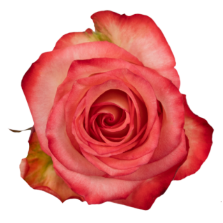 Blush Roses in Bulk | Fresh Cut Roses for Events – WholesaleRoses.com