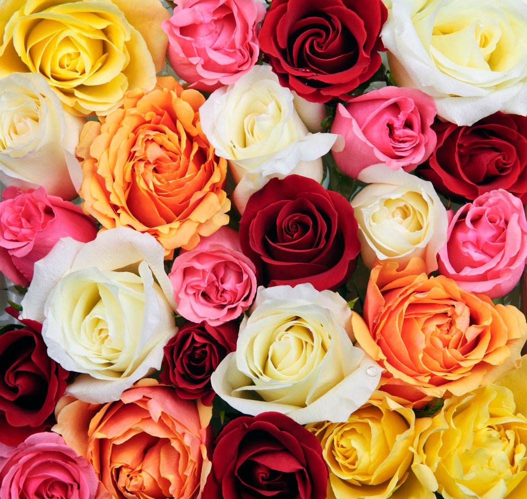 Wholesale Roses | Buy Fresh Roses in Bulk | WholesaleRoses.com