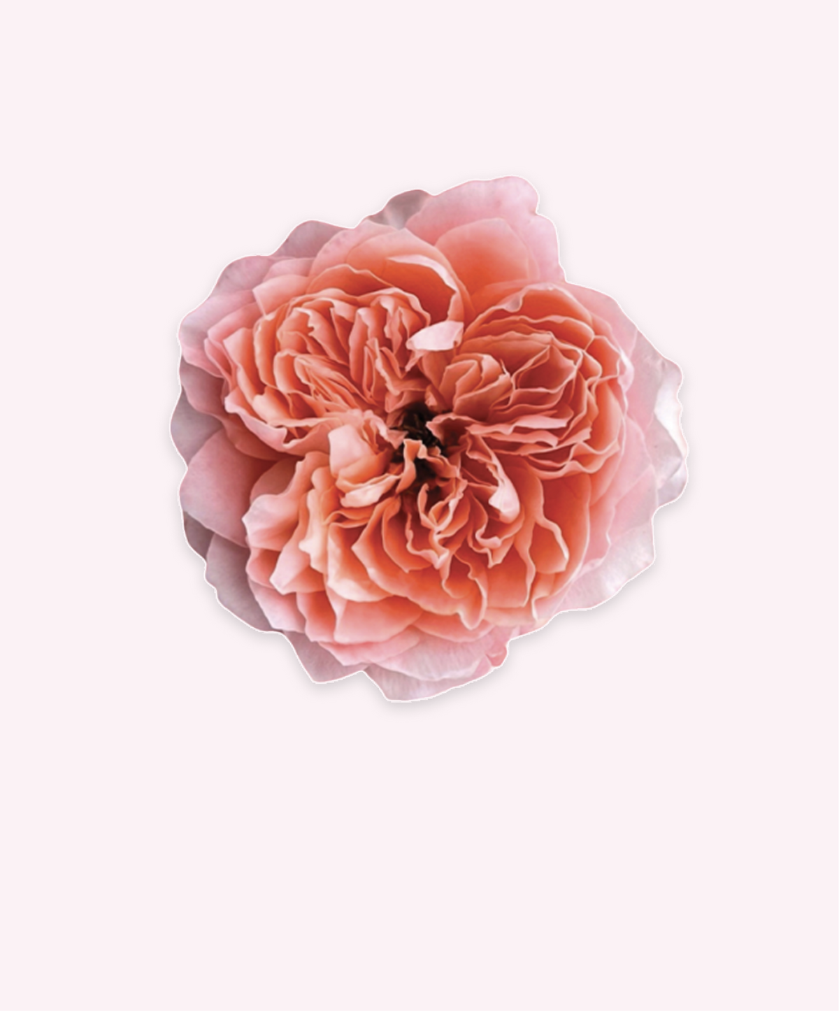 Bulk Order Roses Wholesale Roses | Buy Fresh Roses in Bulk | WholesaleRoses.com
