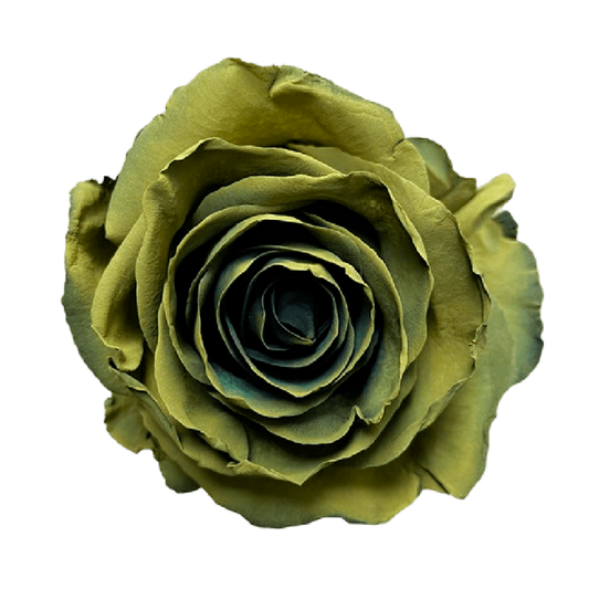 Tinted Al Green Roses