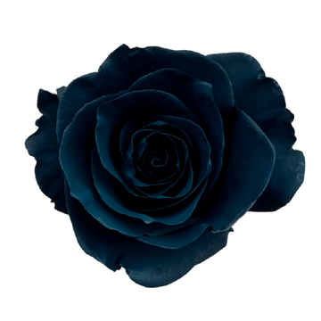 Tinted Almirante Roses