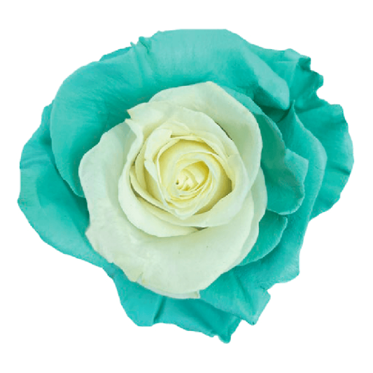 Tinted Apple Pie Roses