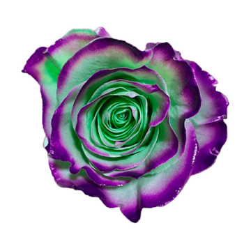 Tinted Aquamarine Roses