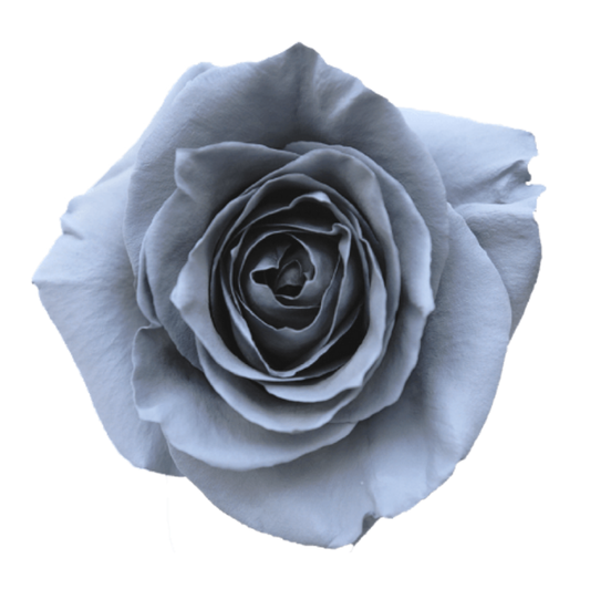 Tinted Argento Roses