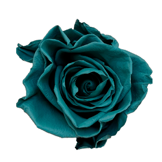 Tinted Ariel's Ocean Roses