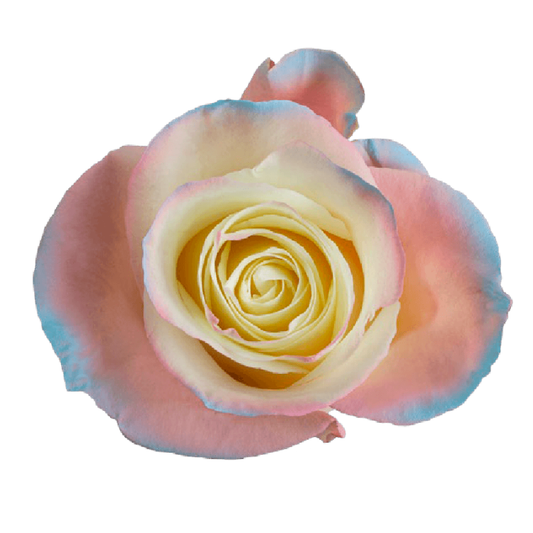 Tinted Aurora Boreal Roses