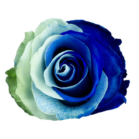 Tinted Azure Roses