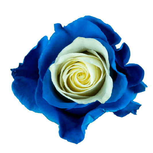 Tinted Baby Blue Soul Roses