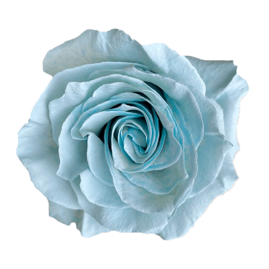 Tinted Baby Blue Roses