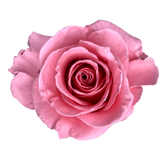 Tinted Baby Pink Roses