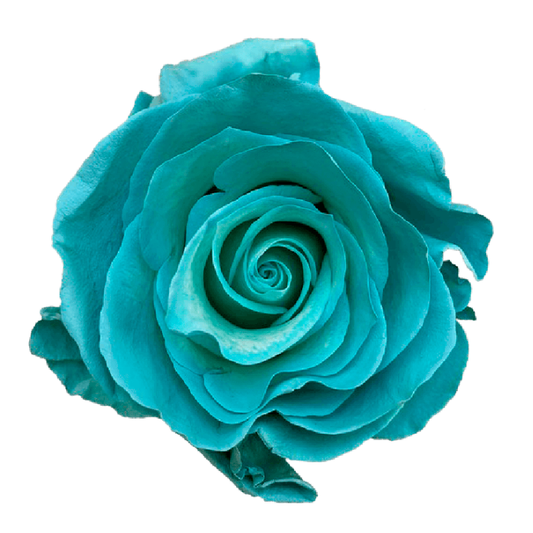 Tinted Bali's Coast Roses