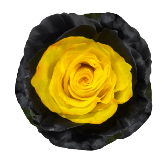 Tinted Bee Rose Roses