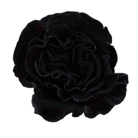 Tinted Black Dragon Roses