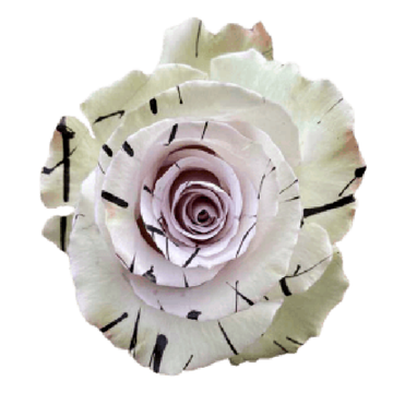 Tinted Black Graine Roses