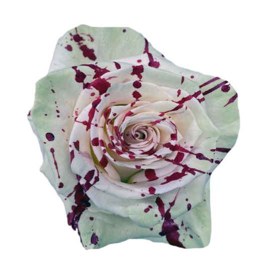 Tinted Bloody Mary Roses