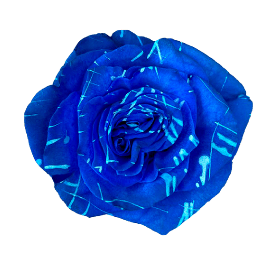 Tinted Blue Host Roses