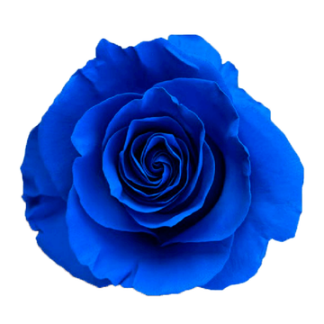 Tinted Blue Lagoon Roses
