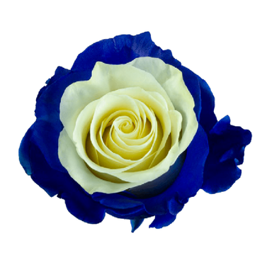 Tinted Blue Soul Roses