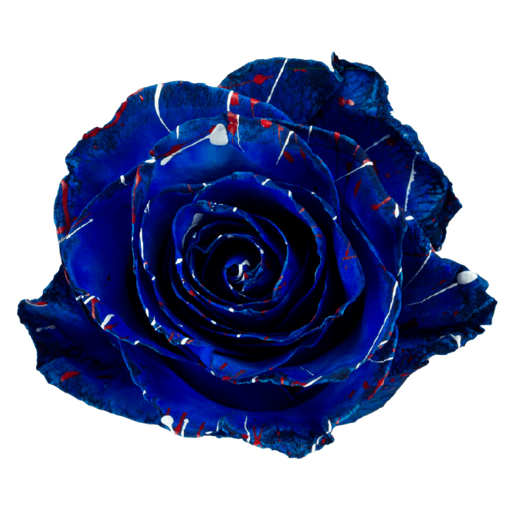 Blue T Intend Roses Blue Star Tinted Roses in Bulk | Fresh Cut Roses for Events ...