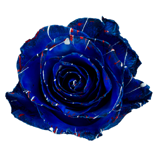 Tinted Blue Star Roses